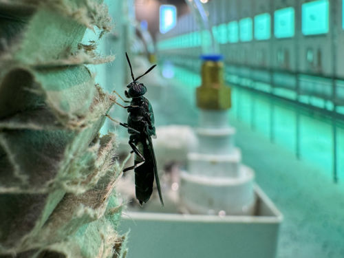 KUKA ENORM Black Soldier Fly